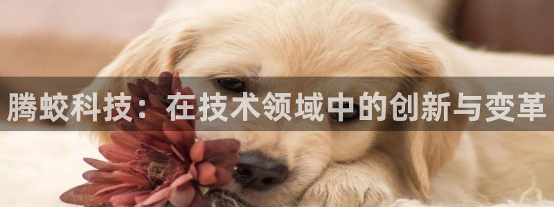 意昂5(KGAME)集团简介